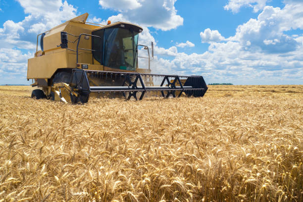 istock Combine harvester harvesting wheat 984804576