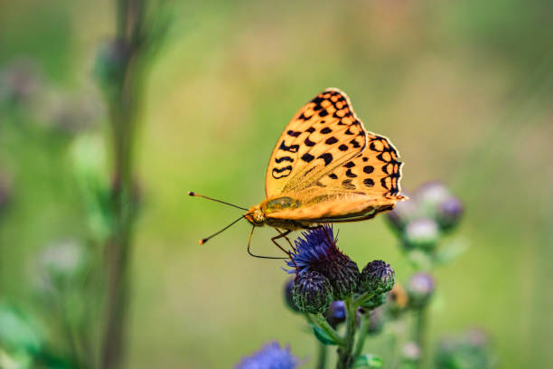 foto detallada de close-up de una mariposa color naranja en un púrpura flores silvestres - argynnis fotografías e imágenes de stock