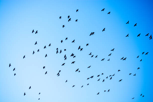 istock Flock of birds fly in  the sky 984811602