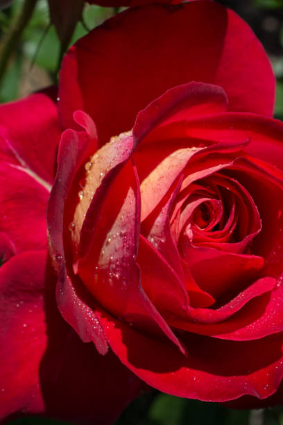 istock Colorful fresh rose in close up view 984811638