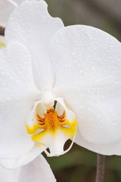 istock White orchid with droplets of water on the surface after rain 984817704