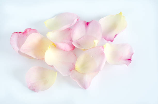 istock Two color rose petals on white background. 984820738