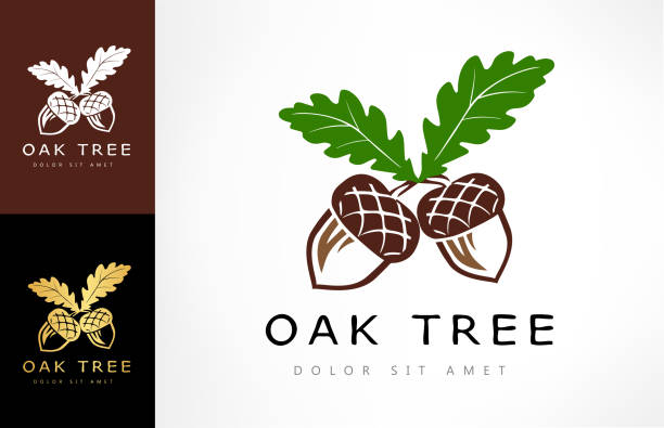 ilustrações de stock, clip art, desenhos animados e ícones de oak tree logo. acorn  vector. - bolota ilustrações