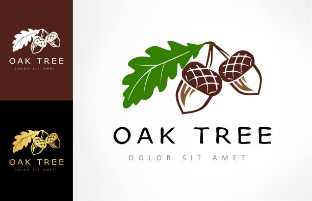 ilustraciones, imágenes clip art, dibujos animados e iconos de stock de logotipo de la encina. vector de la bellota. - oak leaf oak tree acorn season