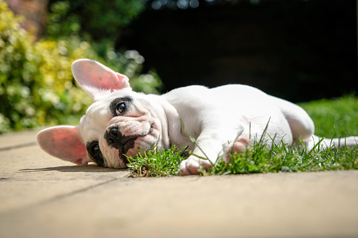 Pied French Bulldog puppy resting in the garden, lying down on the grass in the garden of an English home.