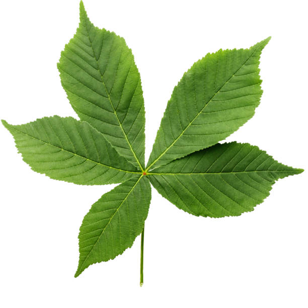 istock leaves of chestnut isolated on white background. 984824888