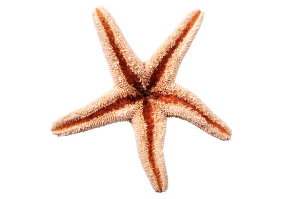 istock Star fish seastar isolated on white background 984826410