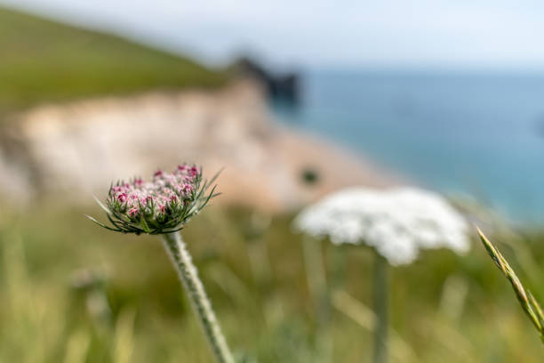 Hogweed flower growing on Dorset coastline