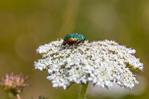 Chafer (Cetonia aurata) or June Bug insect on a flower