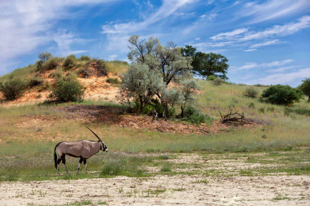 istock Gemsbok, Oryx gazella in Kalahari 984841030