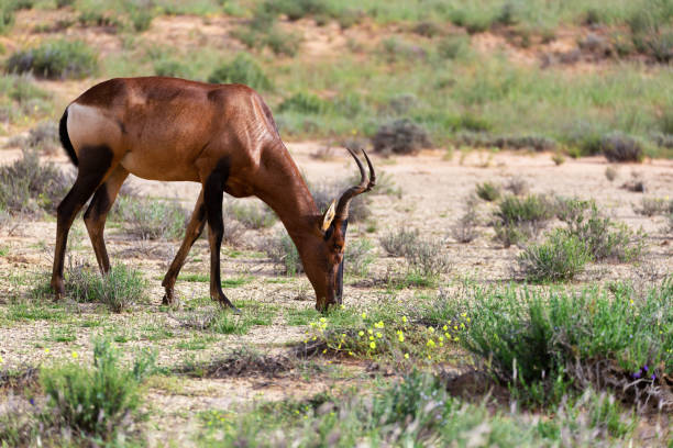 istock Red Hartebeest in Kalahari South Africa 984841100