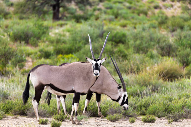 istock Gemsbok, Oryx gazella in Kalahari 984841124