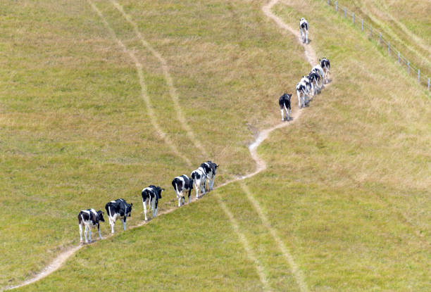 Dairy cows walking nearly along a footpath in a field