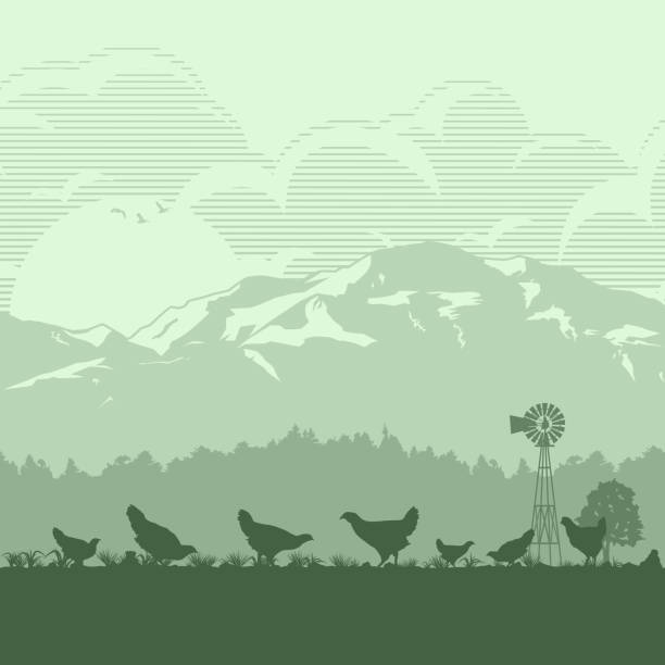 Silhouette of a flock of chicken in meadow at sunrise, Vector EPS 10 egg silhouettes stock illustrations