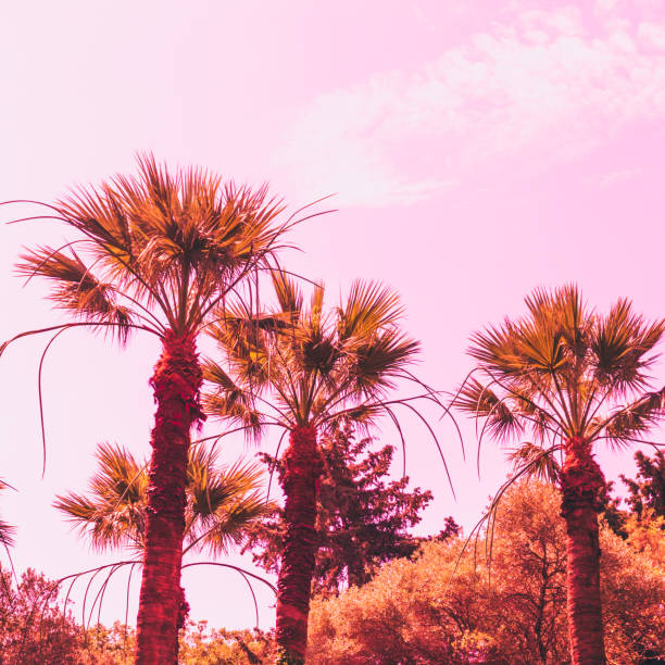 istock orange palm trees on pink sky background. minimal and surreal. 984846460