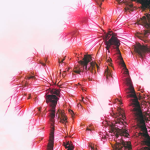 istock orange and red palms on sky background. 984846494