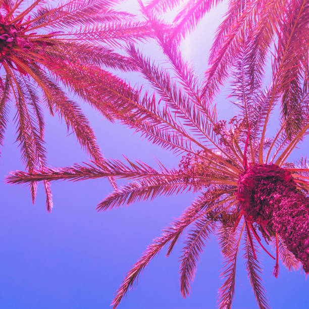 istock pink palm trees against the blue sky. bright neon colors. 984846584