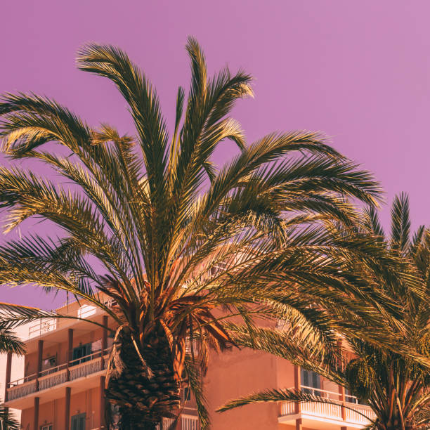 istock palm trees and hotel against the purple sky. 984846618
