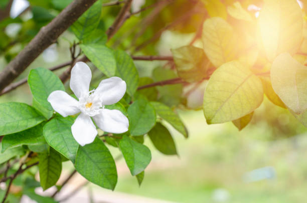 istock Blossom glass fragrant aroma 984847340