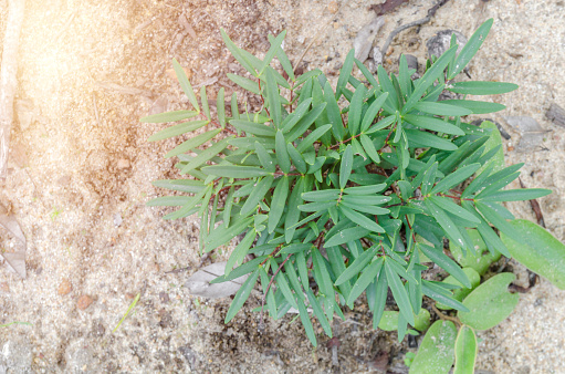 Tongkat Ali (Eurycoma longifolia Jack) tree. Herbs found in Ubon Ratchathani province. Thailand.