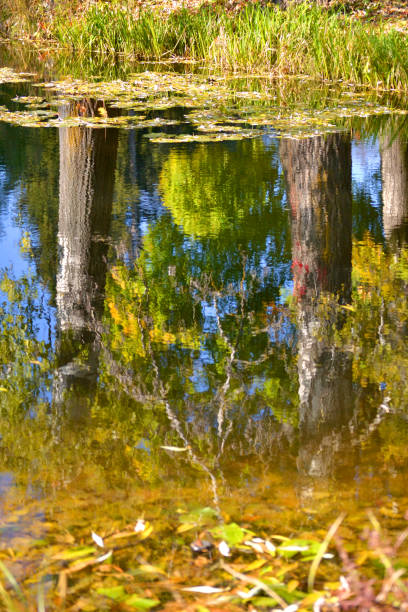 ホワイトのポプラの幹の水反射 - tree tall poplar tree bark ストックフォトと画像