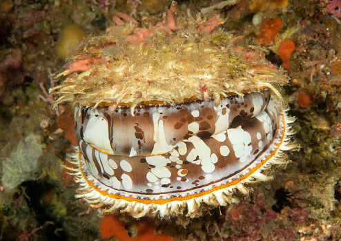 Orange-mouth thorny oyster ( Spondylus varius ) opens it's mouth for hunting. Bunaken island, Indonesia.\nNature is the greatest artist