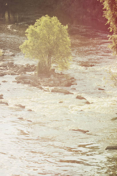 Tree with green leaves in the center of the river in summer, filter