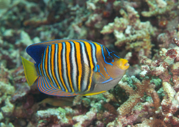 (pygoplites diacanthus) swimming over corals of bali - imperial angelfish imagens e fotografias de stock