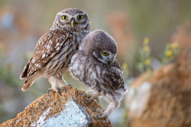 istock The little owl (Athene noctua) with his chick standing on a stone 984869444