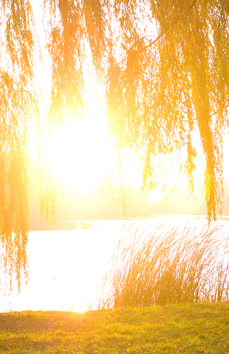 overexposed sun enlightened through the branches of trees on the banks of the river in autumn