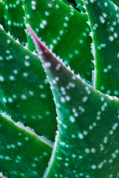 알로에 잎 세부 사항 - perennial selective focus vertical tilt 뉴스 사진 이미지