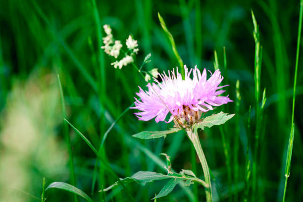 istock beautiful bright and unusual flower meadow cornflowers 984904778