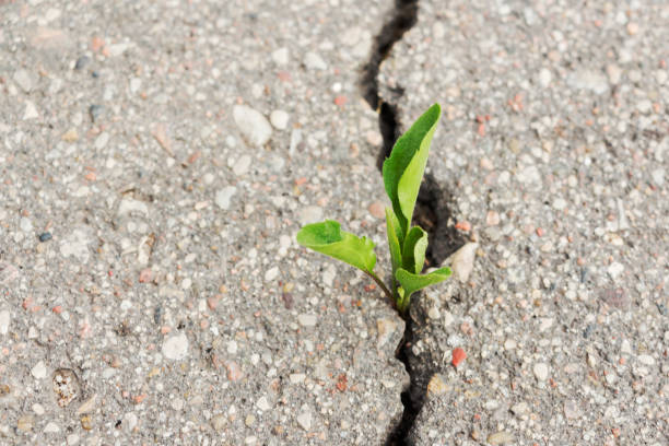 istock green plant growing from crack in asphalt 984906038