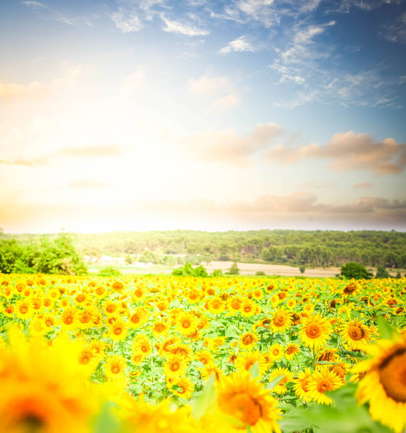 istock Field of sunflowers 984911436