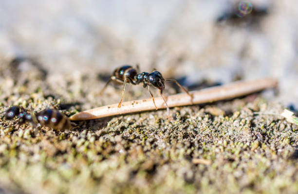istock An ant in extreme close-up 984912080