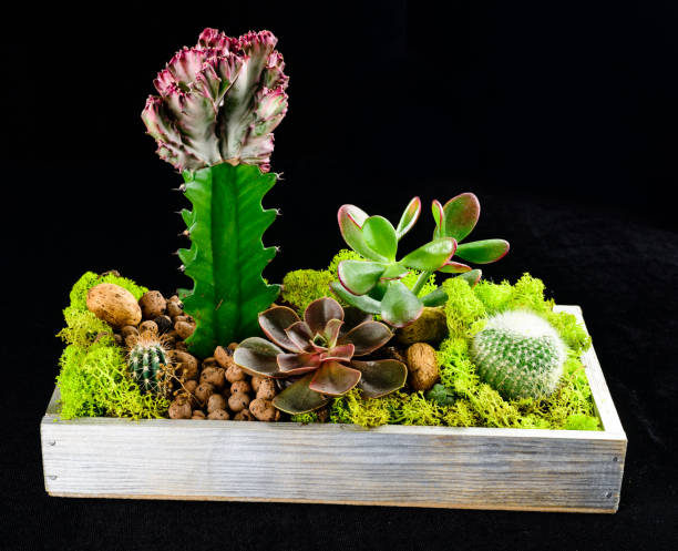 istock Composition with green succulent Echeveria and different types o 984927144