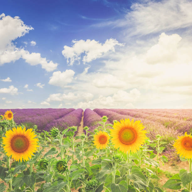 istock Sunflower and Lavender field 984945838