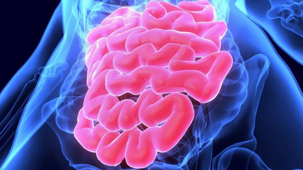 istock 3D Illustration of Human Digestive System Anatomy (Small Intestine) 984958092