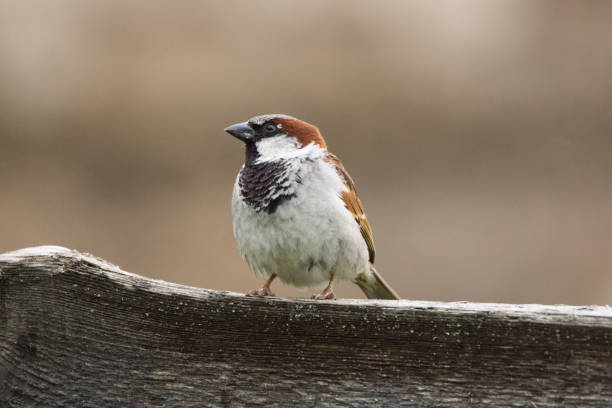 istock Passer domesticus on a branch 984960384