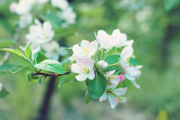istock Gently pink flowers of an apple tree on a branch 984961386