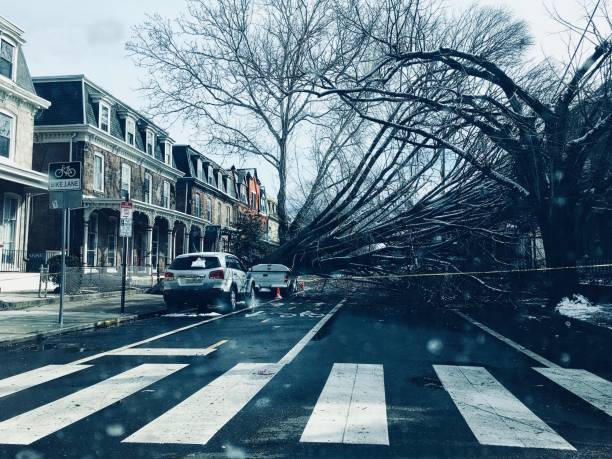 philadelphia, depois da tempestade: caído árvores em uma rua - philadelphia pennsylvania sidewalk street - fotografias e filmes do acervo
