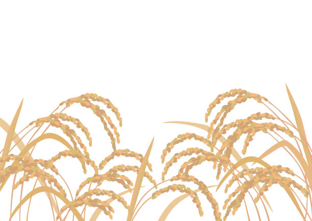 Gold Rice Vector 950+ Gold Rice Field Stock Illustrations, Royalty-Free Vector Graphics ...