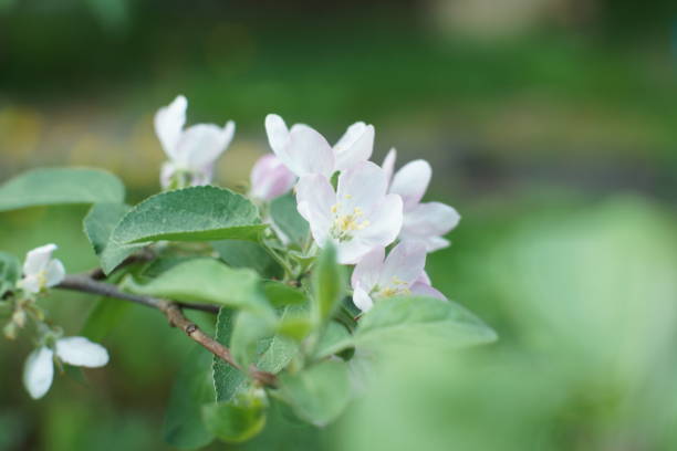 istock Spring flowering apple tree in the garden 984963702