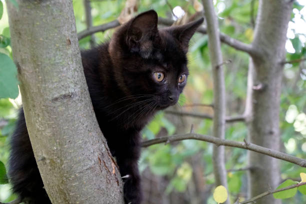 istock Black kitten. He hid himself in the tree's crown. Little fluffy 984966130
