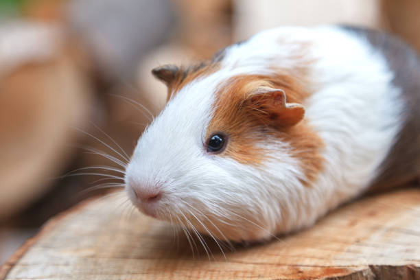 istock A small guinea pig sits on a stump 984966860