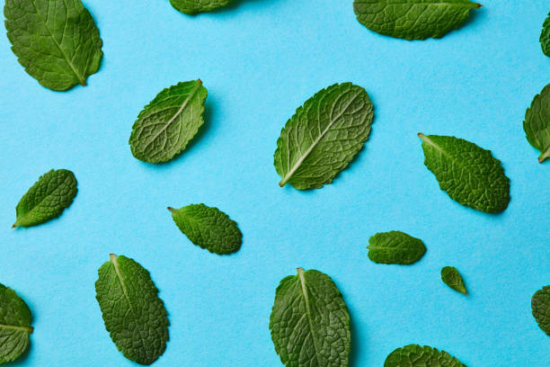 istock mint leaves in different sizes for making cocktails isolated on blue background 984971978