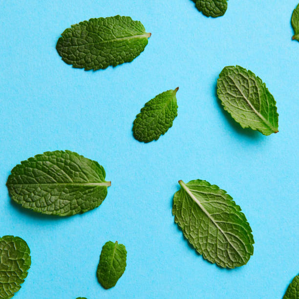istock green mint leaves of different sizes on a blue background 984972072