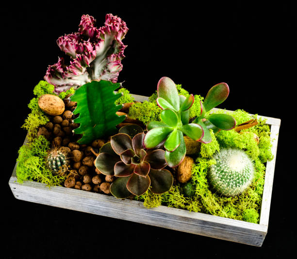 istock Composition with green succulent Echeveria and different types o 984972260