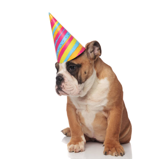 istock curious birthday english bulldog looks down to side while sitting 984972460