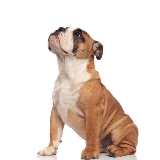 istock side view of cute english bulldog looking up while sitting 984973320